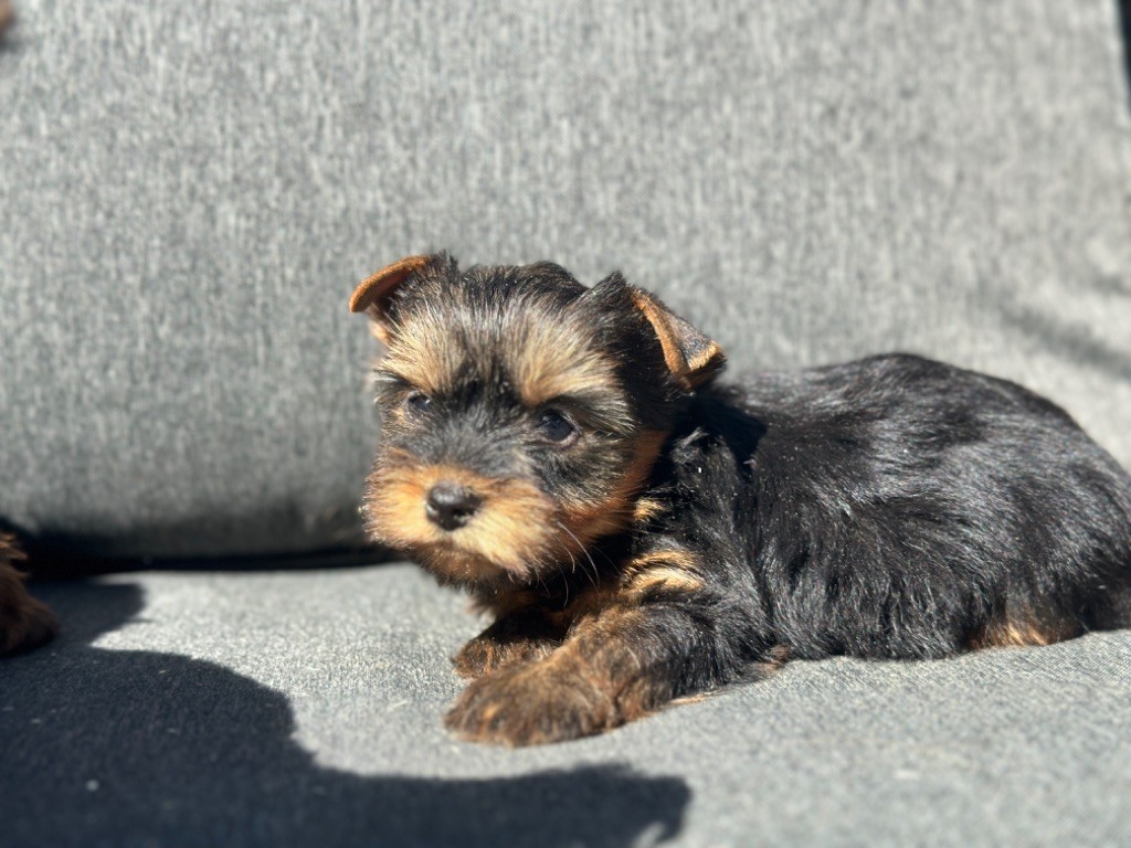 CHIOT 1 - Yorkshire Terrier