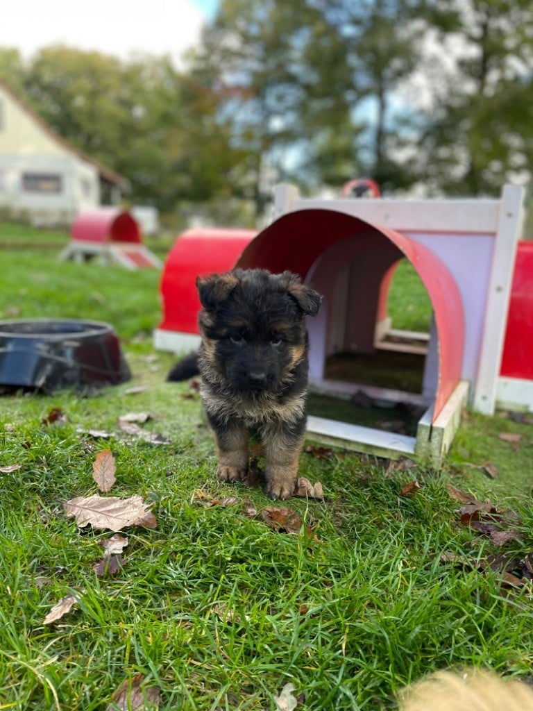 CHIOT 4 - Berger Allemand