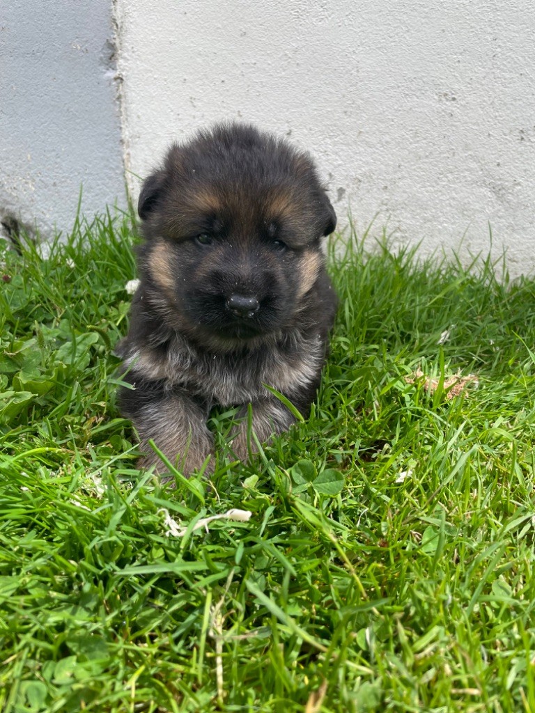 CHIOT 3 - Berger Allemand