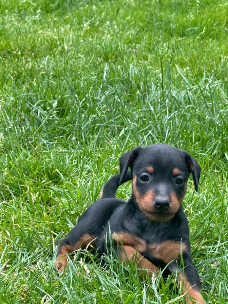 CHIOT 4 - Pinscher nain