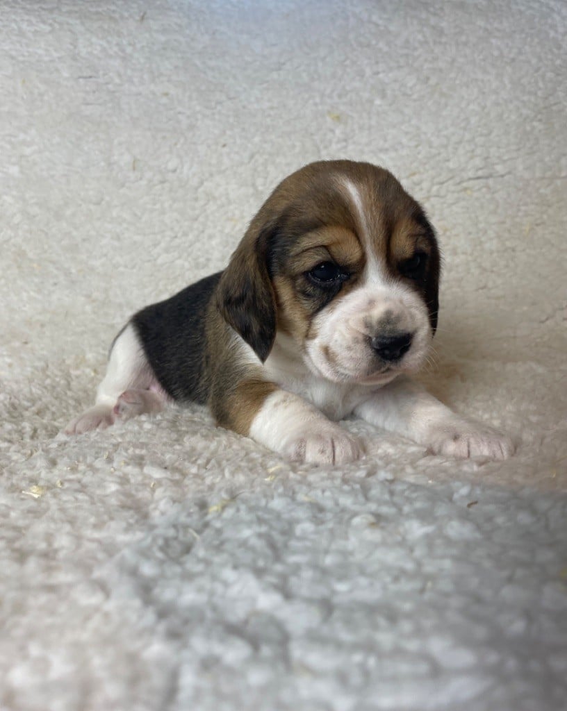 CHIOT 5 - Beagle