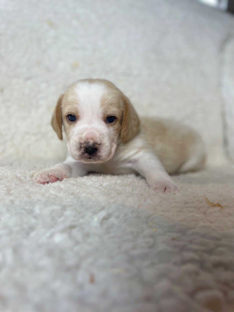 CHIOT 4 - Beagle