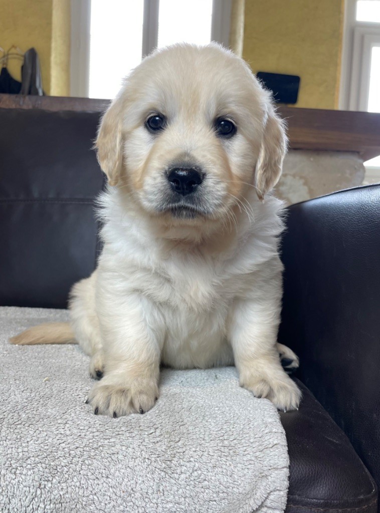 CHIOT 10 - Golden Retriever