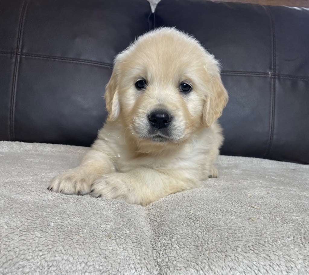 CHIOT 8 - Golden Retriever