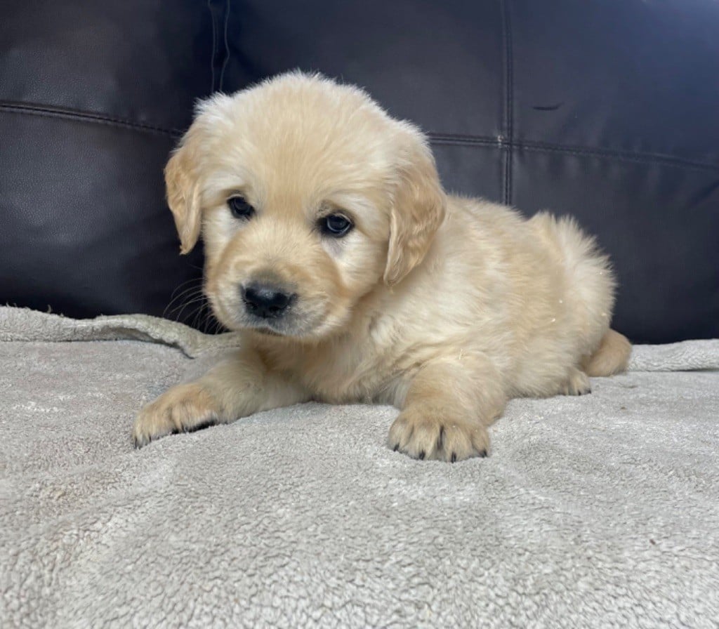 CHIOT 3 - Golden Retriever