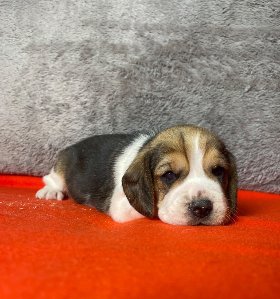 CHIOT 6 - Beagle