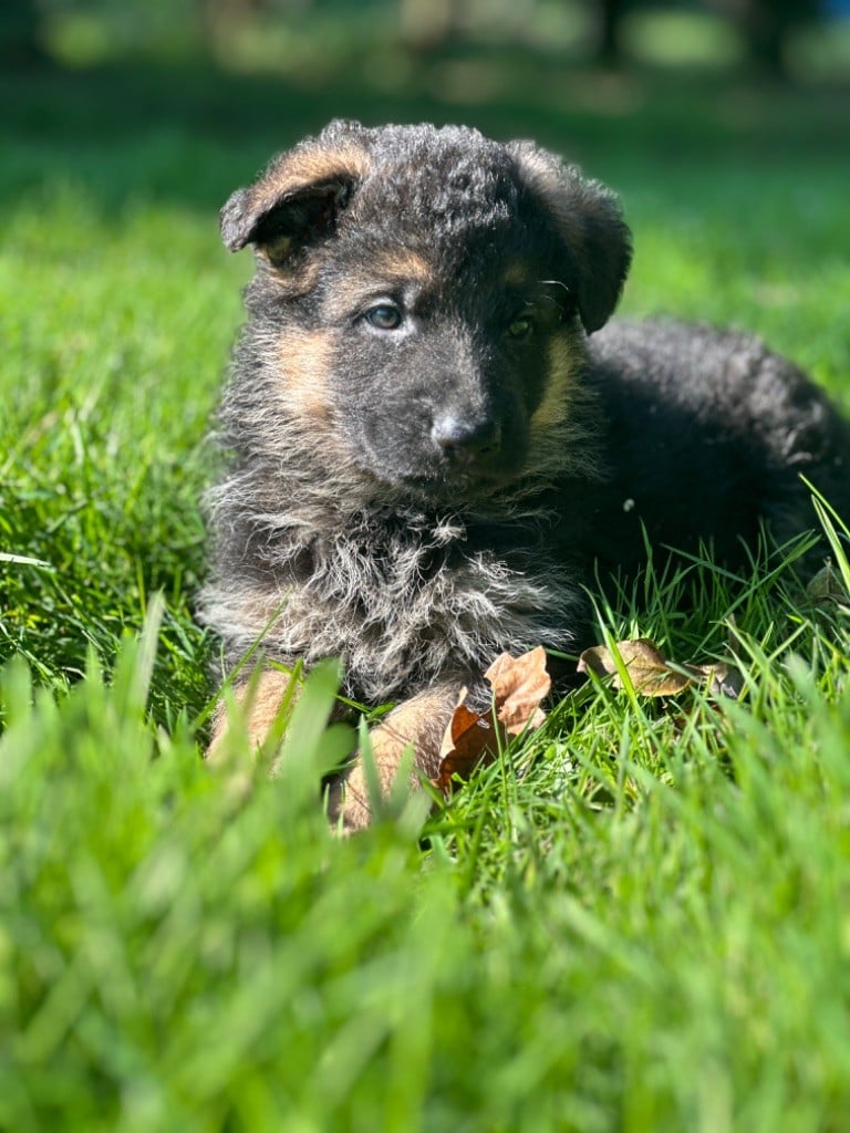 CHIOT 2 - Berger Allemand