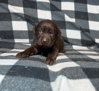 Les chiots de Labrador Retriever