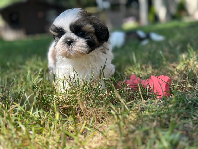 Les chiots de Shih Tzu