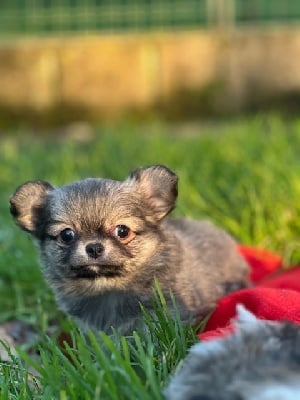 Les chiots de Chihuahua