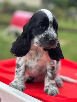 Les chiots de Cocker Spaniel Anglais