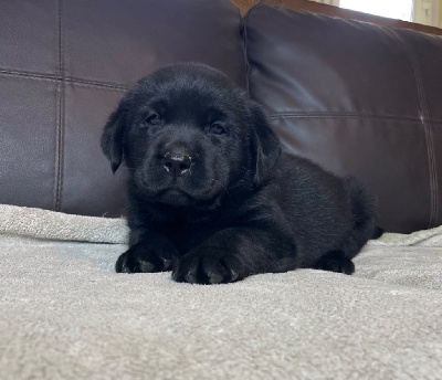 Les chiots de Labrador Retriever