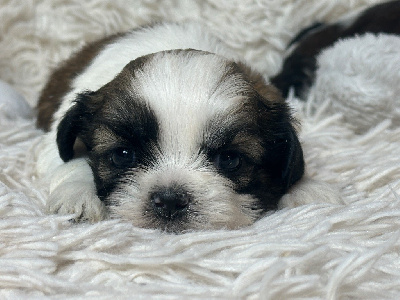 Les chiots de Shih Tzu