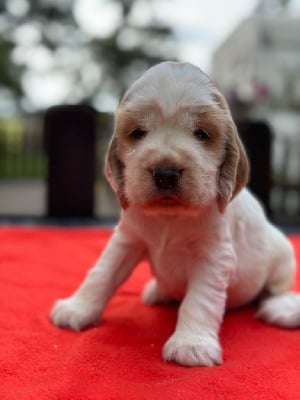 Les chiots de Cocker Spaniel Anglais