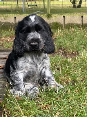 Les chiots de Cocker Spaniel Anglais