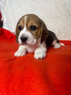 Les chiots de Beagle