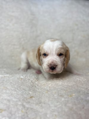 CHIOT 2 - Beagle