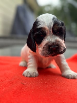 Les chiots de Cocker Spaniel Anglais