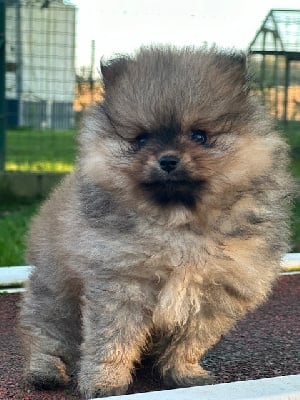 Les chiots de Spitz allemand