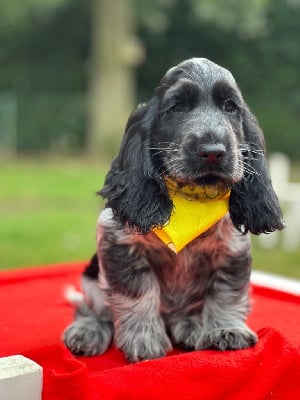 Les chiots de Cocker Spaniel Anglais