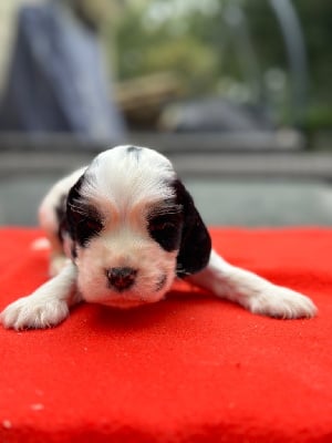 Les chiots de Cocker Spaniel Anglais