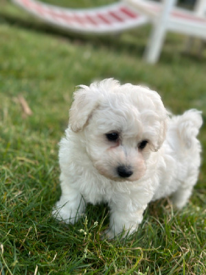 CHIOT 1 - Bichon Frise