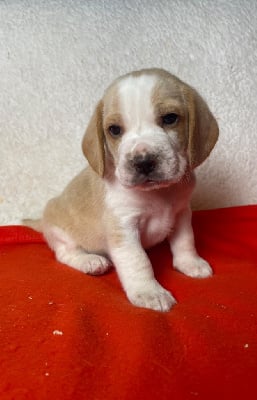 Les chiots de Beagle