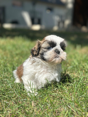 Les chiots de Shih Tzu