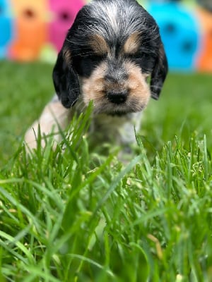 Les chiots de Cocker Spaniel Anglais