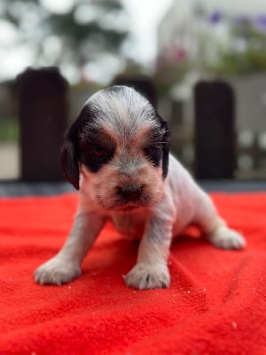 Les chiots de Cocker Spaniel Anglais