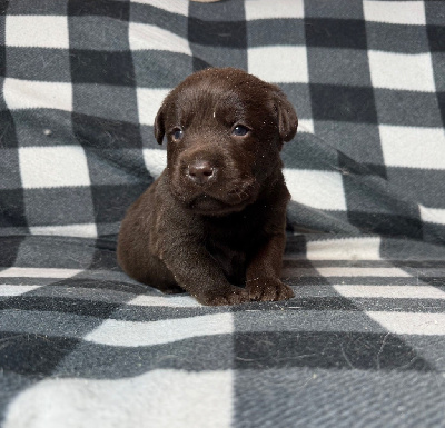 Les chiots de Labrador Retriever