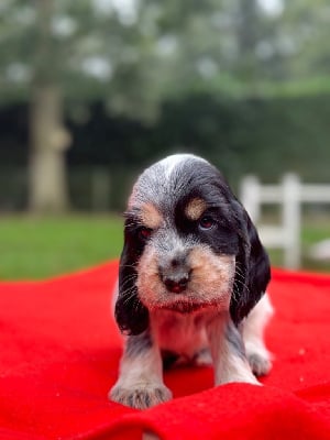 Les chiots de Cocker Spaniel Anglais