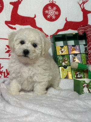 Les chiots de Bichon Frise