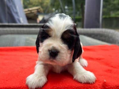 Les chiots de Cocker Spaniel Anglais