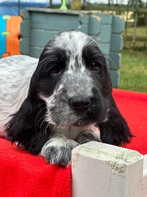 CHIOT 5 - Cocker Spaniel Anglais