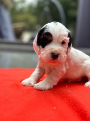 Les chiots de Cocker Spaniel Anglais