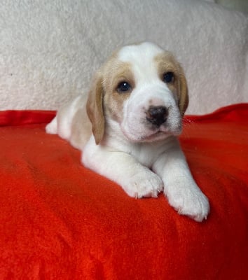 Les chiots de Beagle