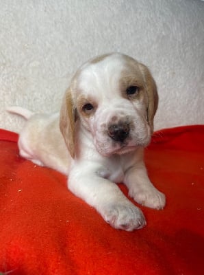 Les chiots de Beagle