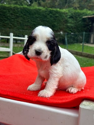 Les chiots de Cocker Spaniel Anglais