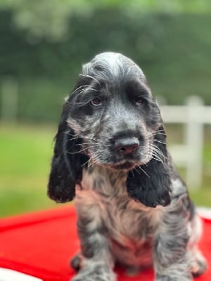 Les chiots de Cocker Spaniel Anglais