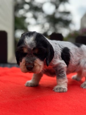 Les chiots de Cocker Spaniel Anglais