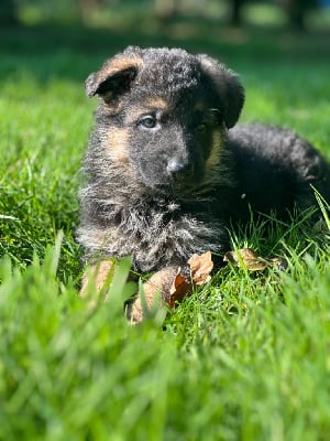 Les chiots de Berger Allemand