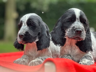 Les chiots de Cocker Spaniel Anglais