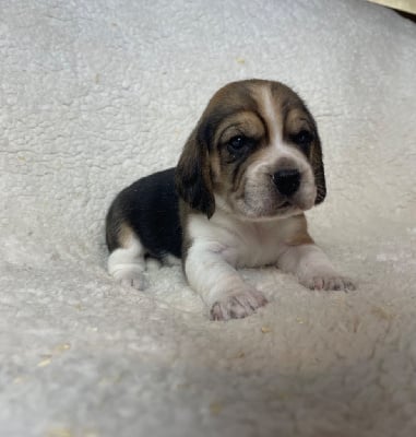 Les chiots de Beagle