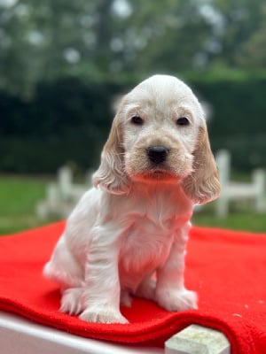 Les chiots de Cocker Spaniel Anglais