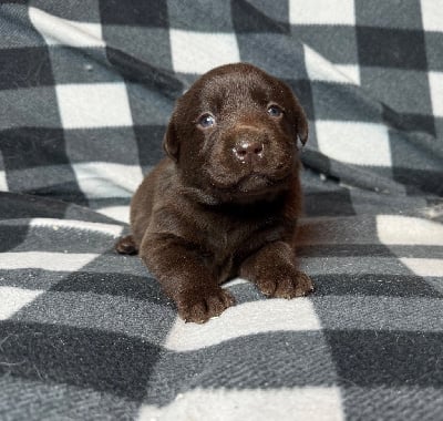 Les chiots de Labrador Retriever