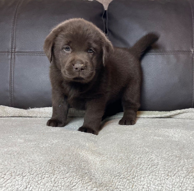 Les chiots de Labrador Retriever