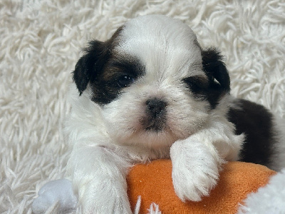 Les chiots de Shih Tzu