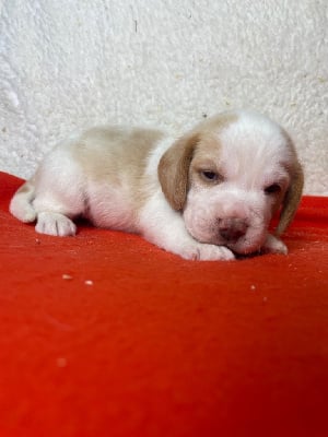 Les chiots de Beagle