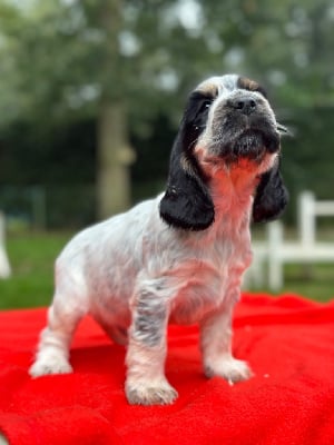 Les chiots de Cocker Spaniel Anglais